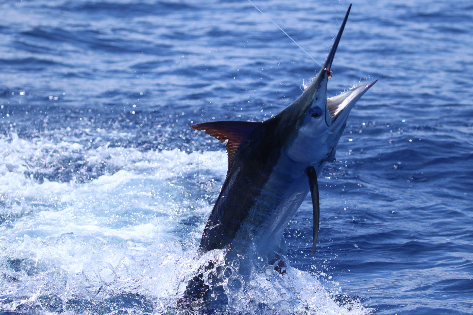 Marlin Fishing
