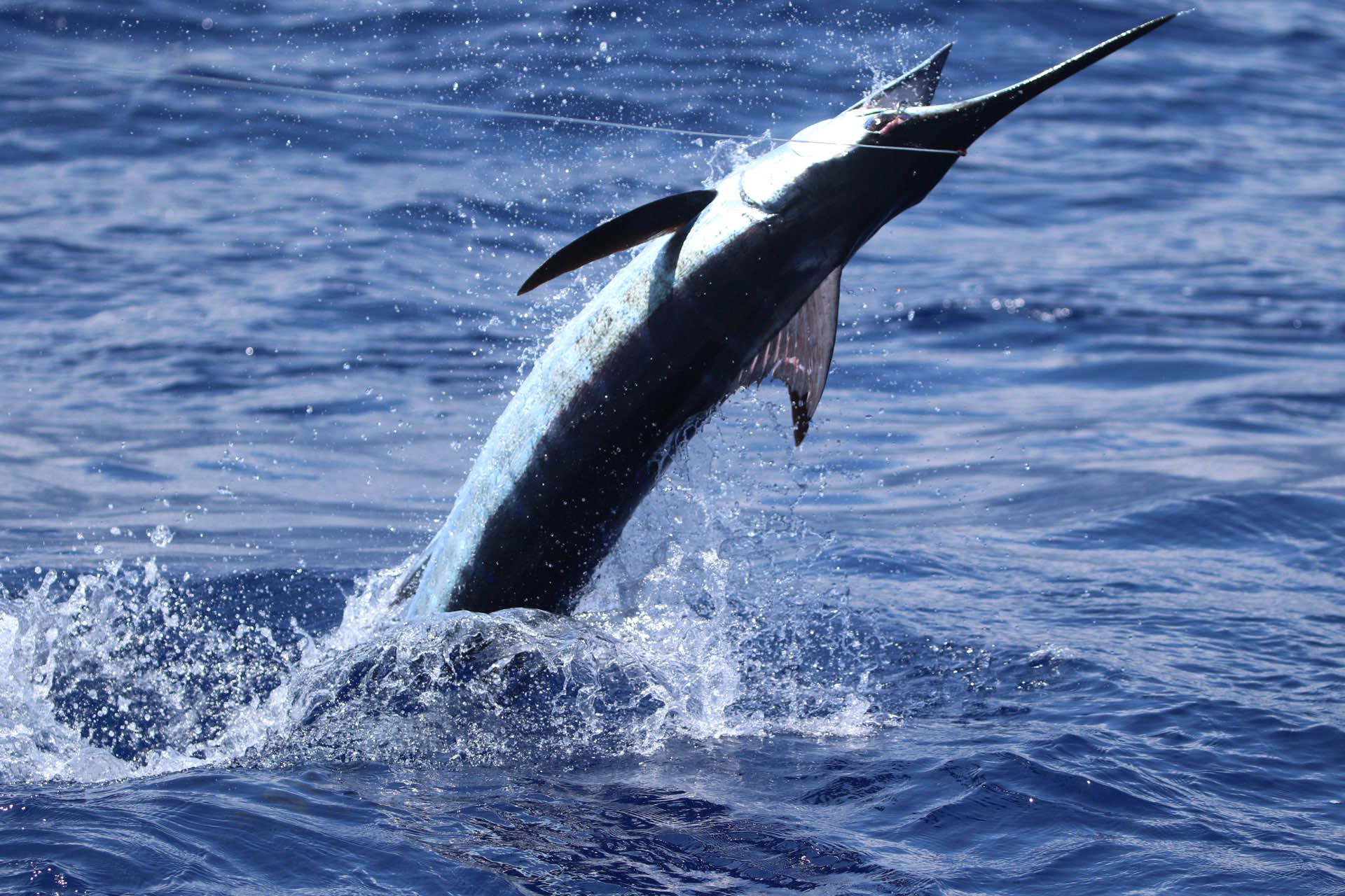 Marlin Fishing 2