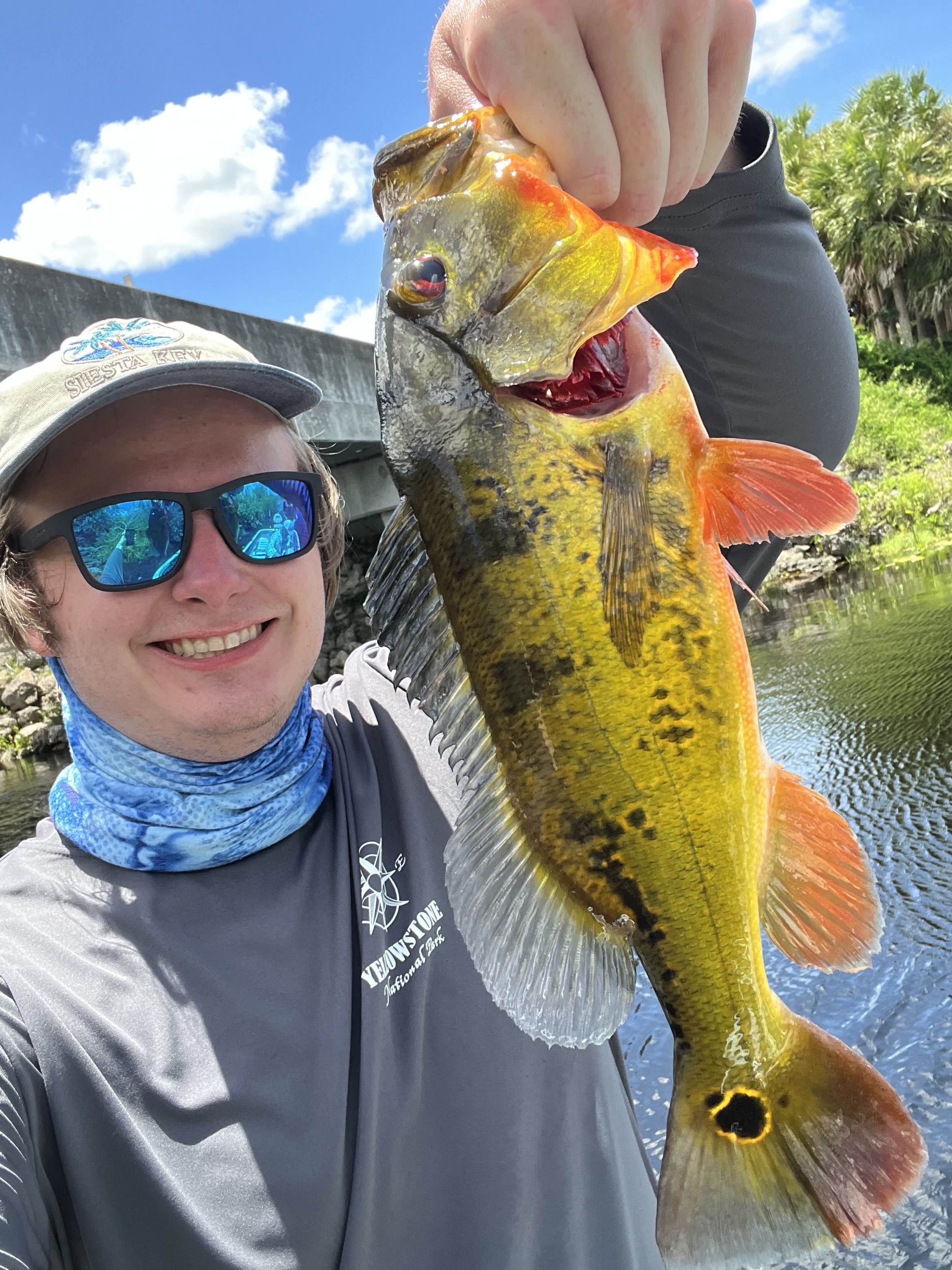 Peacock bass
